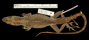 Media type: image;   Herpetology R-81581 Aspect: dorsal